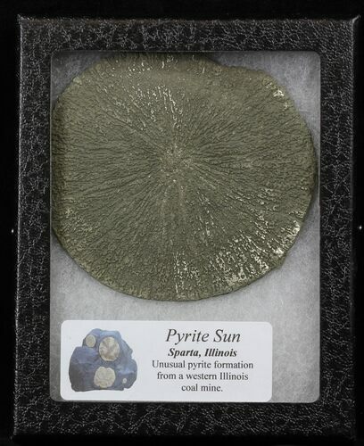 Pyrite Sun In Riker Mount Case - Illinois #31176